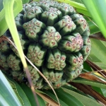 pandanus